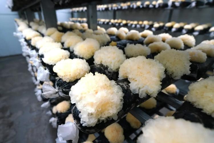 品牌價值提升新范式 國家權威視角下的品牌管理擘畫